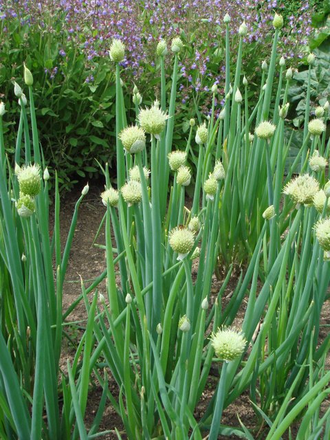 Allium fistulosum Ciboule